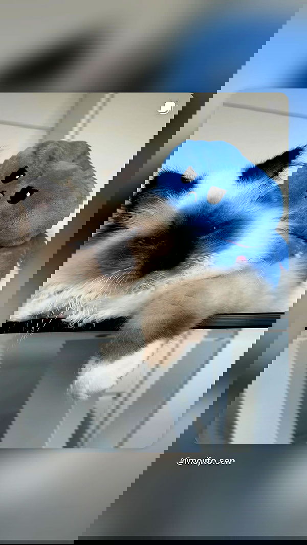 kasumi_sen kasumi_sen archive image