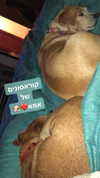 maori_cohen Altpins Profile Picture