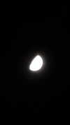 moonliliaght Altpins Profile Picture