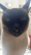 s111y_ccc0nt3 Altpins Profile Picture