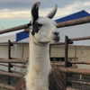 ellianawalmsley Altpins Profile Picture