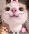 sacredxox Altpins Profile Picture