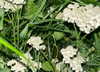 orman.mariee Altpins Profile Picture
