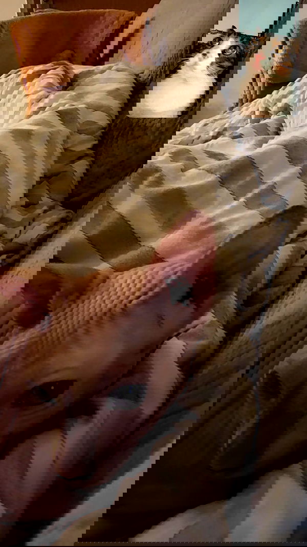 jaroslava_klavir jaroslava_klavir archive image