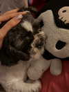 nyxaainaaa_ Altpins Profile Picture