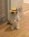ellaexplicit_ Altpins Profile Picture