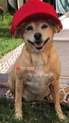 maori_cohen Altpins Profile Picture