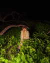 strawberryshanz Altpins Profile Picture
