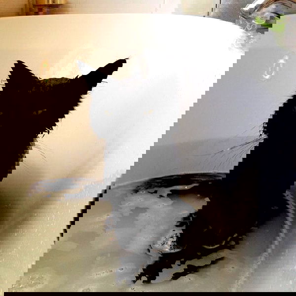 itsariaono itsariaono archive image