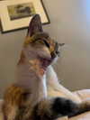 cata.leyah Altpins Profile Picture