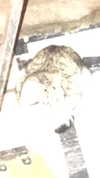 ptpchik Altpins Profile Picture
