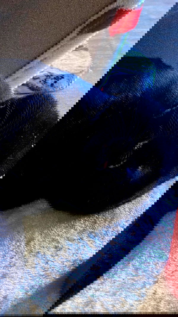 mishel116 mishel116 archive image