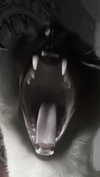 s111y_ccc0nt3 Altpins Profile Picture