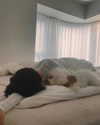 ll.lu1s Altpins Profile Picture