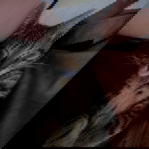 missnyxdawn missnyxdawn archive image