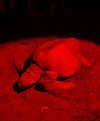 ellaailiff Altpins Profile Picture