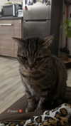 rott3nbambi Altpins Profile Picture