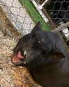 mileycyrus Altpins Profile Picture