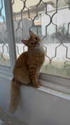 strawberryshanz Altpins Profile Picture