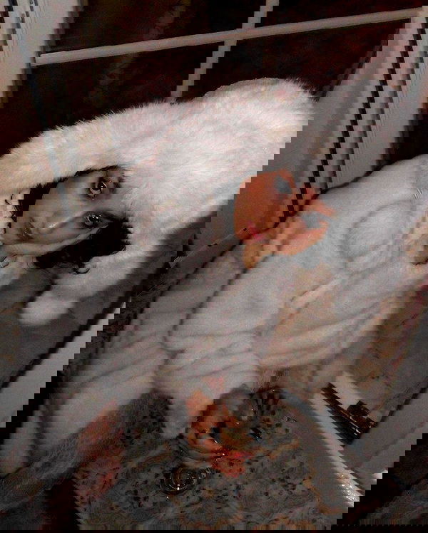 kkulakovaa image ~ Altpins