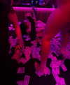 pinkbunnyworld Altpins Profile Picture