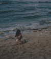 veroni22ka Altpins Profile Picture