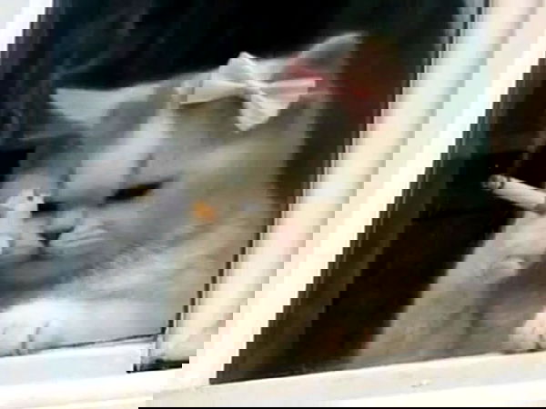 cyberbunniex cyberbunniex archive image