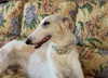 ayguldavlletova Altpins Profile Picture