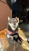 lollinski Altpins Profile Picture