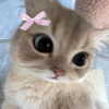 nyxaainaaa_ Altpins Profile Picture