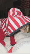 zommmbri Altpins Profile Picture