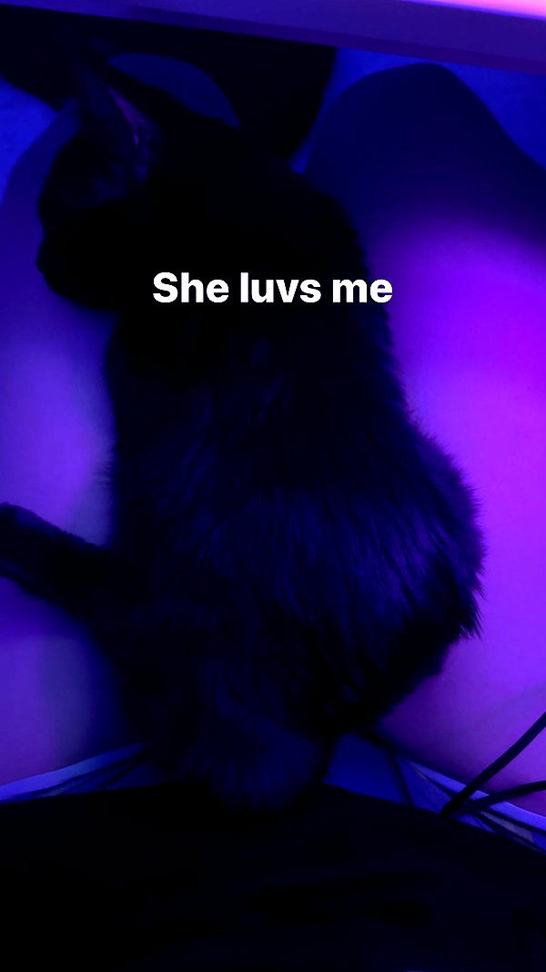 sylindathecat instagram image archive image