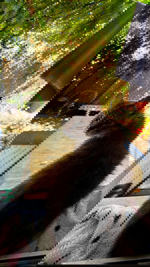 orchidmurmur orchidmurmur archive image