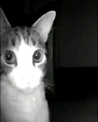 purrrik purrrik archive image