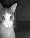 purrrik Altpins Profile Picture