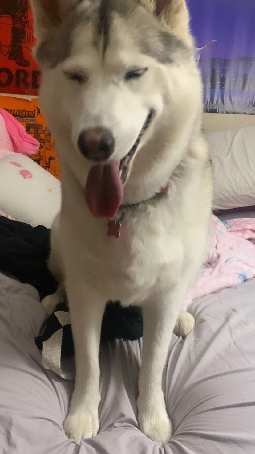 dracuina instagram image archive image