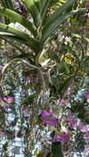 dante_yangpa Altpins Profile Picture