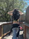 astarwbry_ Altpins Profile Picture