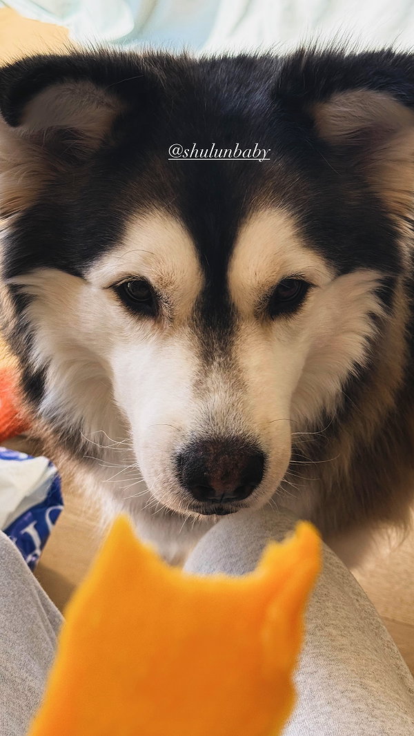 shulunc instagram image archive image