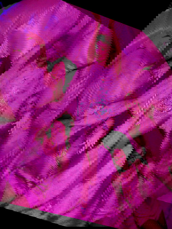 sabrinacarpenter sabrinacarpenter archive image