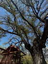 analuvillarreal Altpins Profile Picture