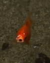 melsaimc Altpins Profile Picture