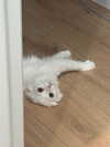 hellichk4 Altpins Profile Picture
