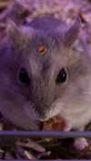 _urbaneva Altpins Profile Picture