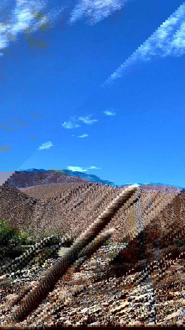 melbruno image ~ Altpins