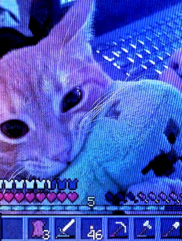 bakabakafuwa instagram image archive image