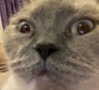 owlydiaa Altpins Profile Picture