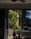 macaroni_naomi Altpins Profile Picture