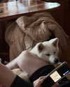 kriskaik Altpins Profile Picture