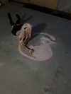 milliexxss Altpins Profile Picture